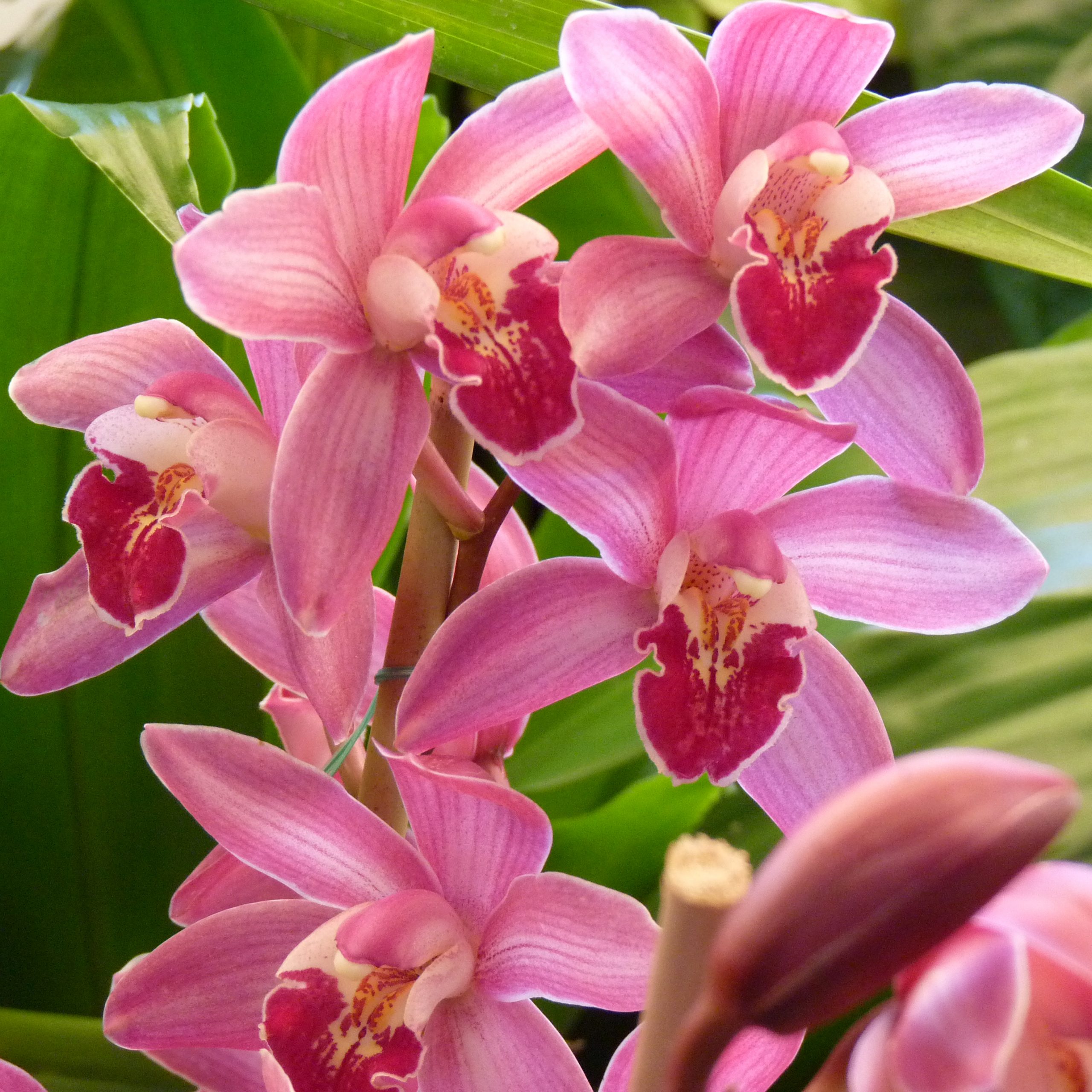 Fertilizante Forth Orquídeas Floração - Pronto uso 500ml - Casairriga