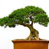 Vaso para Bonsai