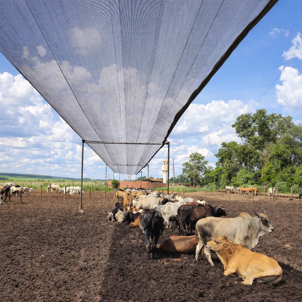 Tela de sombreamento sombrite Freshnet